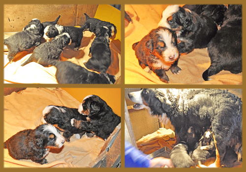 バーニーズマウンテンドッグ　子犬販売の専門店　AngelWan　横浜