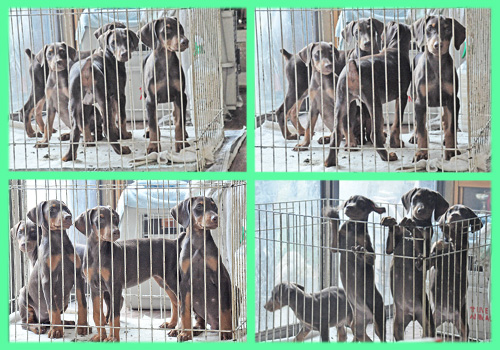 ドーベルマン 子犬販売の専門店 AngelWan 横浜