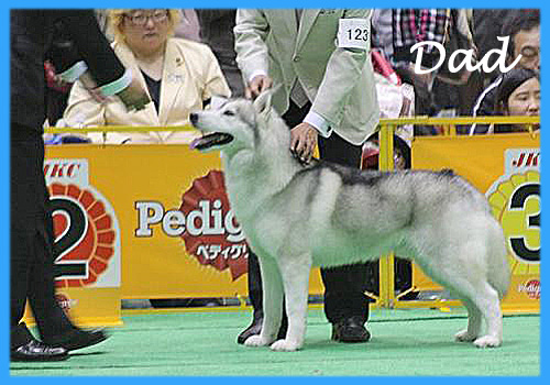 シベリアンハスキー　父犬　子犬販売の専門店　AngelWan　横浜