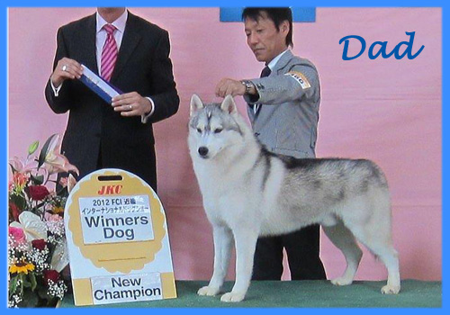 父犬　シベリアンハスキー　子犬販売の専門店　AngelWan　横浜