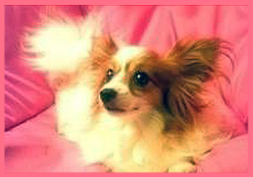 パピヨン　母犬　子犬販売の専門店　AngelWan　横浜