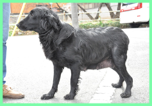 フラットコーテッドレトリバー　母犬　子犬販売の専門店　AngelWan　横浜