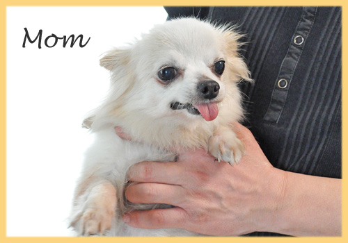 ミックス　チワワ　母犬　子犬販売の専門店　AngelWan　横浜