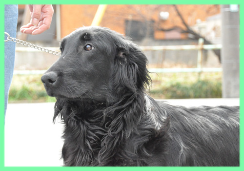 フラットコーテッドレトリバー　母犬　子犬販売の専門店　AngelWan　横浜