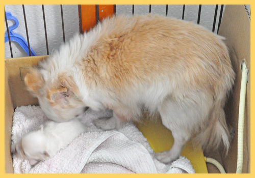 ミックス　チワワ　母犬　子犬販売の専門店　AngelWan　横浜