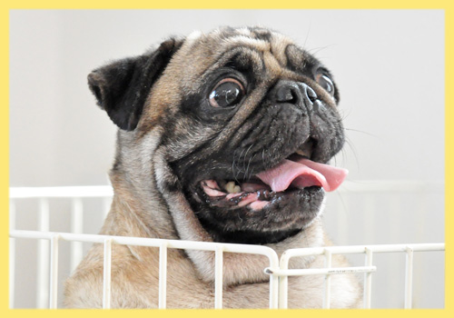 パグ　母犬　子犬販売の専門店　AngelWan　横浜