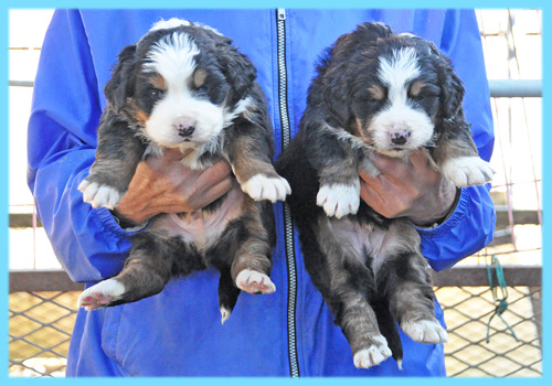 バーニーズマウンテンドッグ　オス　子犬販売の専門店　AngelWan　横浜