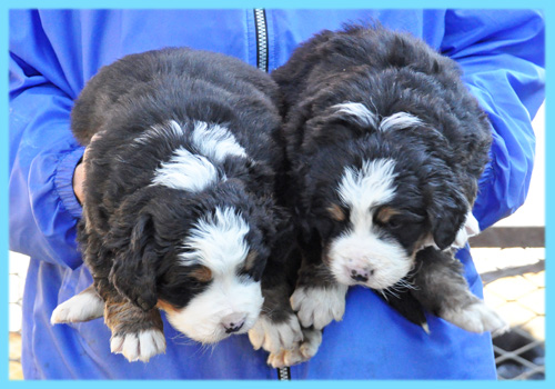 バーニーズマウンテンドッグ　オス　子犬販売の専門店　AngelWan　横浜