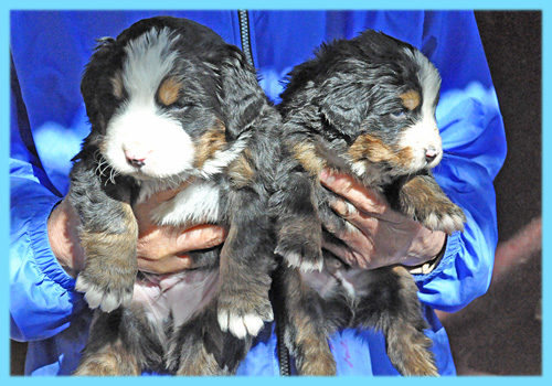 バーニーズマウンテンドッグ　オス　子犬販売の専門店　AngelWan　横浜