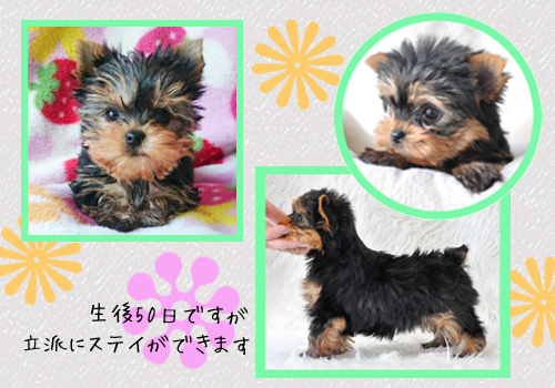 ヨークシャーテリア　埼玉犬舎　子犬たち　AngelWan　横浜