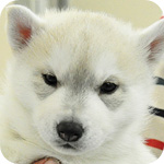 シベリアンハスキー　シルバー＆ホワイト　メス　子犬販売の専門店　AngelWan　横浜