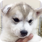 シベリアンハスキー シルバー&ホワイト メス 子犬販売の専門店 AngelWan 横浜