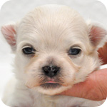 ミックス　シーズー　チワワ　オス　子犬販売の専門店　AngelWan　横浜