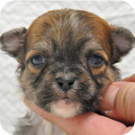 ミックス　シーズー　チワワ　メス　子犬販売の専門店　AngelWan　横浜