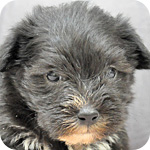 ヨークシャーテリア　メス　子犬販売の専門店　AngelWan　横浜