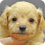 ミックス チワワ トイプードル クリーム オス 子犬販売の専門店 AngelWan 横浜