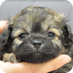 ミックス チワワ トイプードル フォーン メス 子犬販売の専門店 AngelWan 横浜