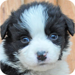 ボーダーコリー　ブラック＆ホワイト　オス　子犬販売の専門店　AngelWan　横浜