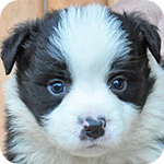 ボーダーコリー　ブラック＆ホワイト　オス　子犬販売の専門店　AngelWan　横浜