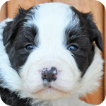 ボーダーコリー ブラック&ホワイト オス 子犬販売の専門店 AngelWan 横浜