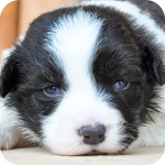 ボーダーコリー　ブラック＆ホワイト　メス　子犬販売の専門店　AngelWan　横浜