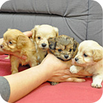 ミックス　チワプー　子犬販売の専門店　AngelWan　横浜