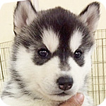 シベリアンハスキー　ブラック＆ホワイト　メス　子犬販売の専門店　AngelWan　横浜