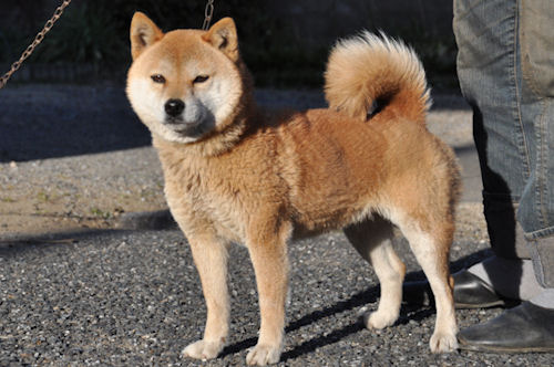 子犬販売の専門店　AngelWan　横浜　SHIBA