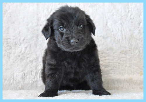 フラットコーテッドレトリバー　オス　子犬販売の専門店　AngelWan　横浜