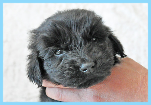 フラットコーテッドレトリバー　オス　子犬販売の専門店　AngelWan　横浜