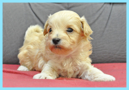 ミックス　マルプー　クリーム　オス　子犬販売の専門店　AngelWan　横浜