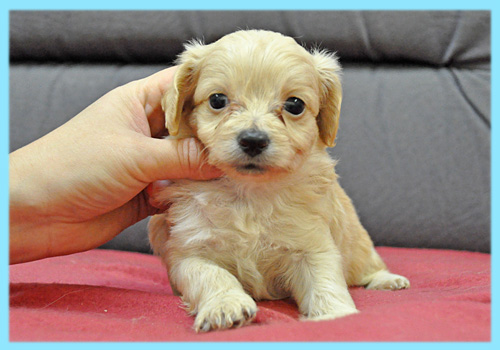 ミックス　チワプー　クリーム　子犬販売の専門店　AngelWan　横浜