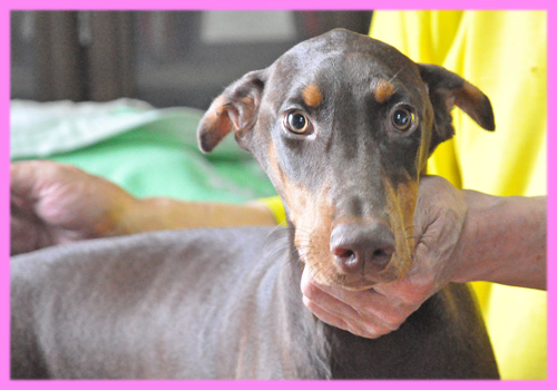 ドーベルマン チョコレートタン メス 子犬販売の専門店 AngelWan 横浜
