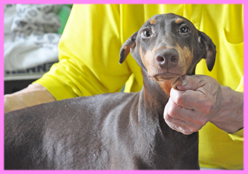 ドーベルマン チョコレートタン メス 子犬販売の専門店 AngelWan 横浜