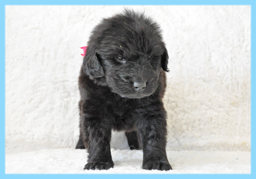 フラットコーテッドレトリバー　ブラック　オス　子犬販売の専門店　AngelWan　横浜