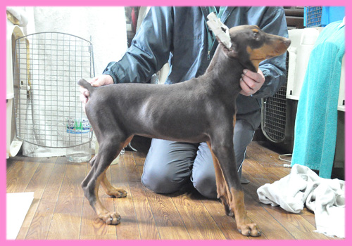 ドーベルマン　チョコレートタン　メス　子犬販売の専門店　AngelWan　横浜