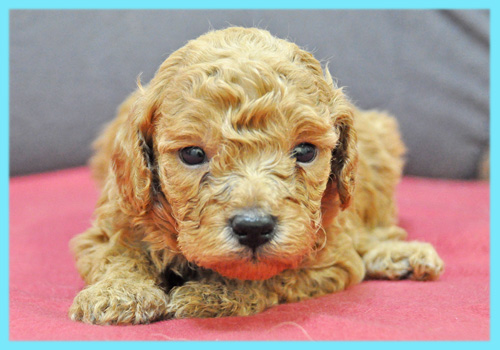 トイプードル　レッド　オス　子犬販売の専門店　AngelWan　横浜