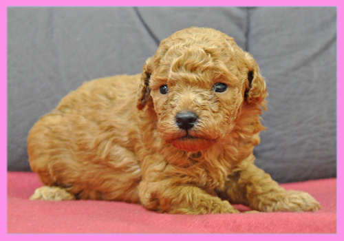 トイプードル　レッド　メス　子犬販売の専門店　AngelWan　横浜