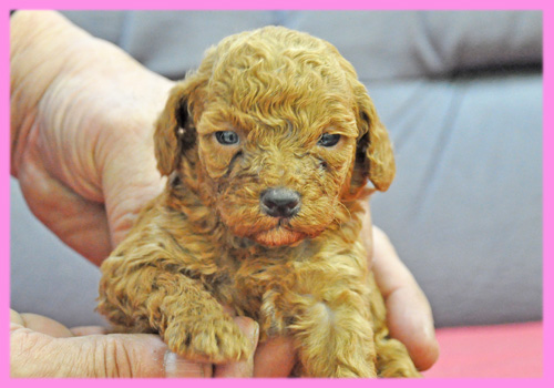 トイプードル　レッド　メス　子犬販売の専門店　AngelWan　横浜