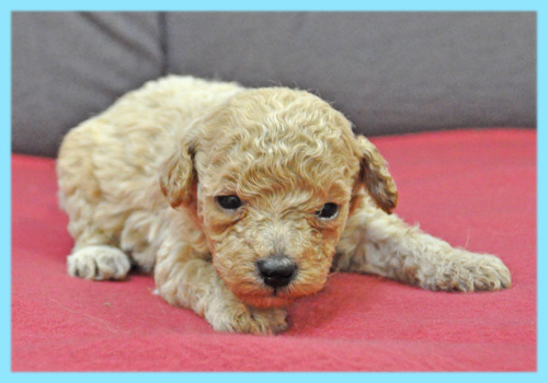 トイプードル　クリーム　オス　子犬販売の専門店　AngelWan　横浜