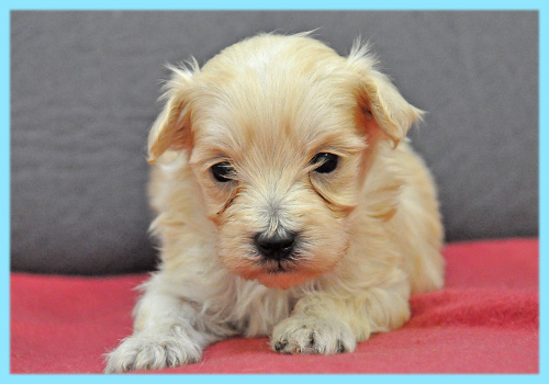 ミックス　マルプー　クリーム　オス　子犬販売の専門店　AngelWan　横浜
