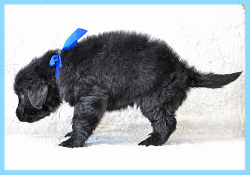 フラットコーテッドレトリバー　オス　子犬販売の専門店　AngelWan　横浜