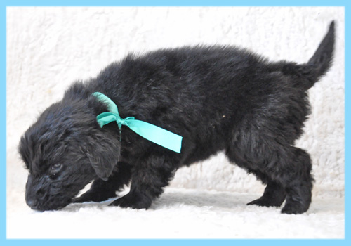 フラットコーテッドレトリバー　オス　子犬販売の専門店　AngelWan　横浜