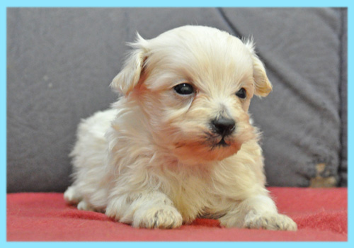 ミックス　マルプー　クリーム　オス　子犬販売の専門店　AngelWan　横浜