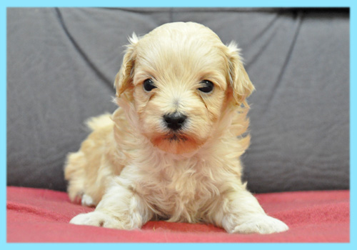 ミックス　マルプー　クリーム　オス　子犬販売の専門店　AngelWan　横浜