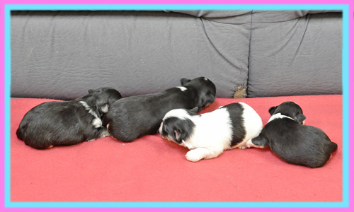 ミックス マルチワ 子犬販売の専門店 AngelWan 横浜