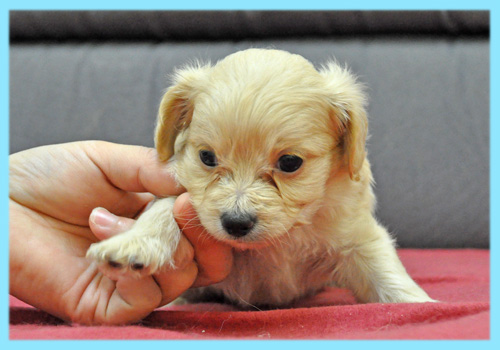 ミックス　チワプー　クリーム　子犬販売の専門店　AngelWan　横浜