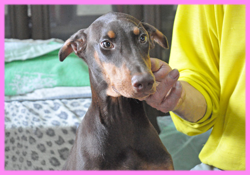 ドーベルマン チョコレートタン メス 子犬販売の専門店 AngelWan 横浜