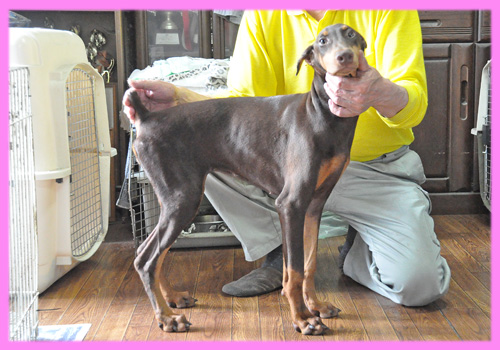 ドーベルマン チョコレートタン メス 子犬販売の専門店 AngelWan 横浜