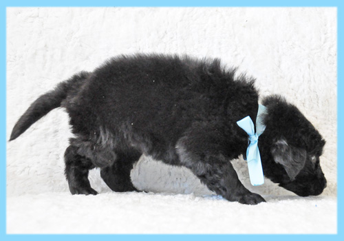 フラットコーテッドレトリバー　オス　子犬販売の専門店　AngelWan　横浜